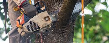 How Our Tree Care Process Works  in  Stevensville, MD