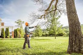 Best Tree Mulching  in Stevensville, MD