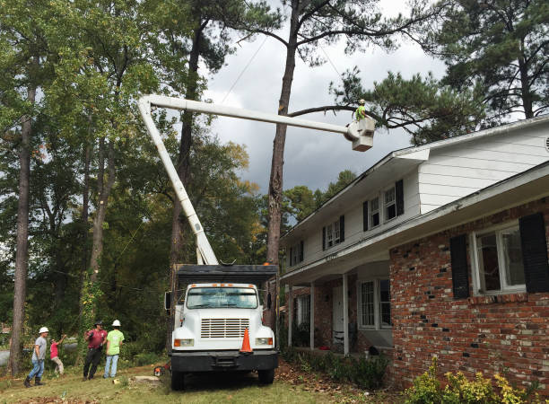 Best Hedge Trimming  in Stevensville, MD