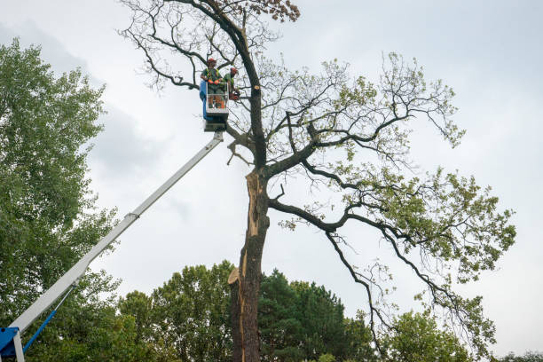 Professional Tree Services in Stevensville, MD