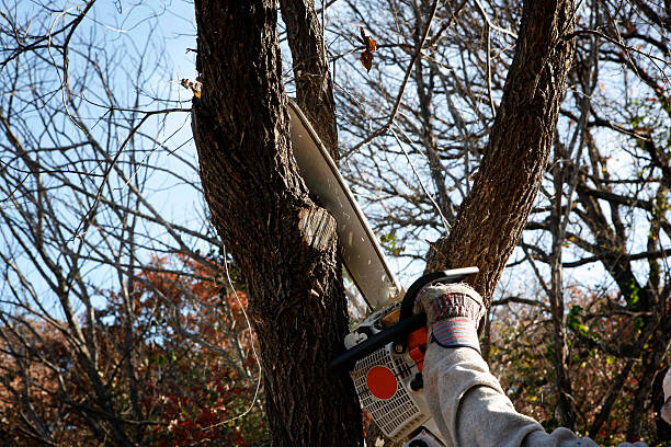 Seasonal Cleanup (Spring/Fall) in Stevensville, MD