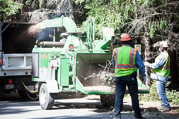 Best Firewood Processing and Delivery  in Stevensville, MD